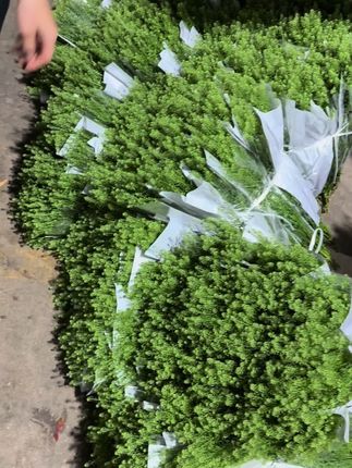 绿铃草 基地直发大掉价#优质农产品 #农业种植 #花卉基地 #新࿆鲜࿆采࿆摘