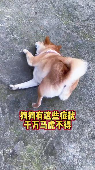狗狗有这些症状,千万马虎不得#狗狗#萌宠#养宠进阶指南