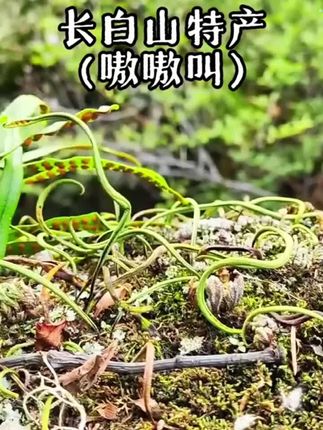这种叶子后面长满孢子粉的草,叫黄金草,又叫嗷嗷叫,是长白山的土特产,可以泡茶喝,喝过的人都说杠杠的! #长白山黄金草 #今天你喝茶了吗 #大自然的馈赠 #好东西一起分享 #肾精茶