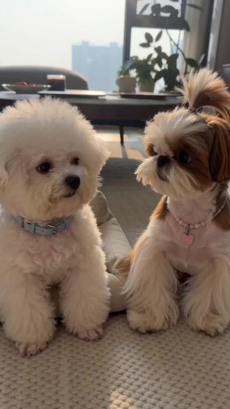 #AI猫咪的工资谎言 #随变ai随便玩 #西施 #比熊