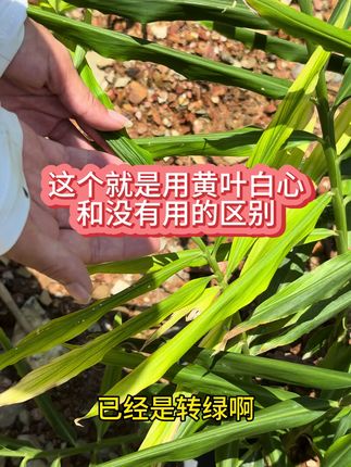 生姜黄叶白心#三农 #抖音新农人 #生姜 #生姜种植 #新农人计划