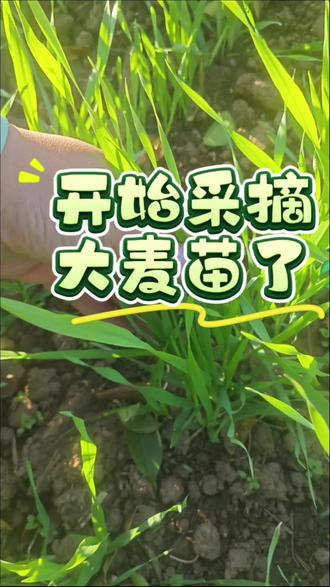 大麦苗粉终于制作好了,太不容易了。