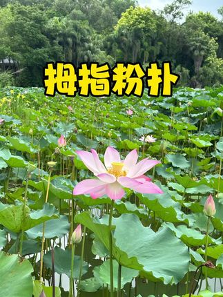 超软拇指细节粉扑!拍高光修容腮红 巨好用匀粉力超好的拇指细节粉扑!#平价彩妆 #拇指粉扑 #美妆好物 #粉扑 #化妆工具