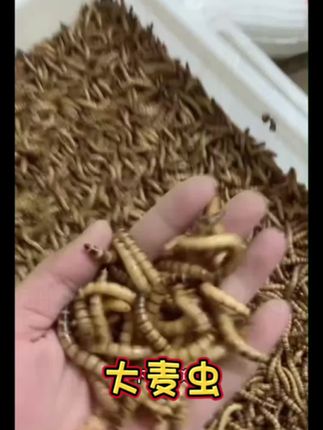 家人们,你们知道吗?有一种神奇的虫子,堪称“饲料界的宝藏”,它就是大麦虫! 你敢相信吗?大麦虫的营养价值远超你的想象!它富含粗蛋白质和脂肪,还有多种糖类、氨基酸、维生素、激素、酶以及矿物质 ,是特种动物养殖和宠物养殖的理想蛋白饲料!给家里的小宠物喂上它,健康又活力满满~#爬宠日常 #爬宠 #大麦虫 #爬宠饲养日常 #异宠