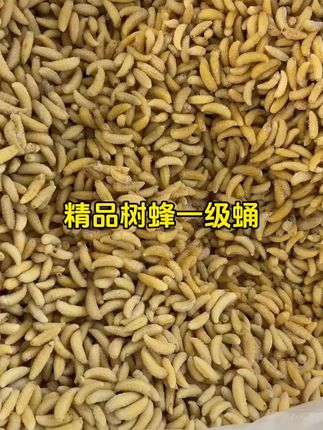 大人小孩都爱吃的蜂蛹美食,油炸蜂蛹太香了#蜂蛹 #蜂蛹美食 #蜂蛹出售 #下酒菜 #美食