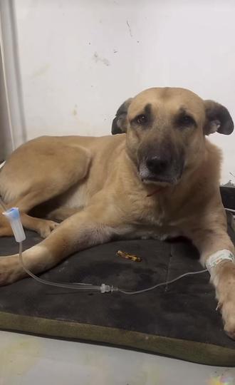 今日一亿主播在线,两万人陪着大当家输液,嘎嘎有排面,近距离看大娃娃挺秀气,八块腹肌,沉着稳重,不抽烟喝酒,多少ee心目中的男神🤩😂😂😂#西北刀客 #大娃 #实战猎犬 #谁家小狗这么会享受呀 #不养狗不知道养狗的乐趣