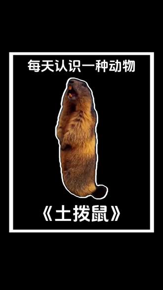 每天认识一种动物——《土拨鼠》
#动物科普 #科普知识 #土拨鼠 #每天认识一种动物 #神奇动物在抖音