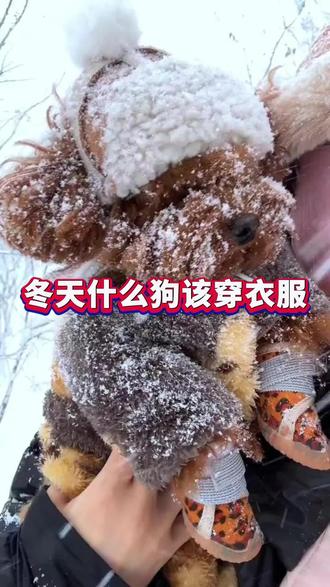 冬天什么狗该穿衣服。#狗狗 #冬天狗狗也知道怕冷 #养宠知识