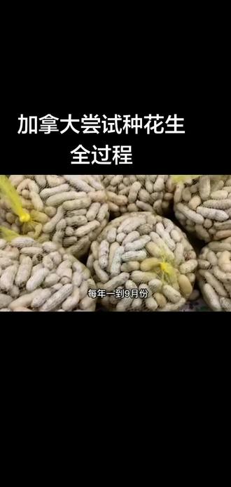 加拿大尝试种花生#植物生长过程 #加拿大