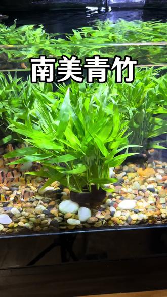 能养在鱼缸里的竹子你见过吗?这种水竹水草翠绿翠绿的很好看,还能净化水质,关键是非常好养很适合新手#养鱼#水草#鱼缸