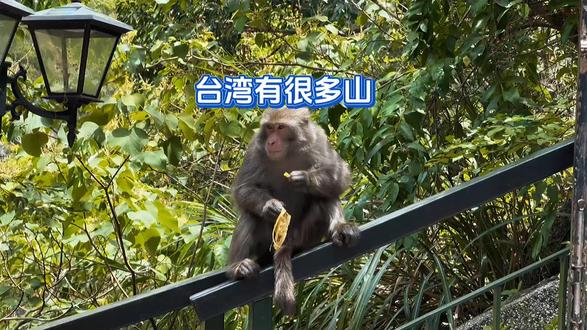 台湾很多山 你有道出几个台湾山的名字吗?
这山里的猴煞是可爱!