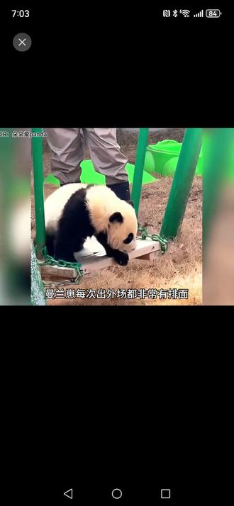 蔓兰崽 奶爸奶妈都成了护卫
