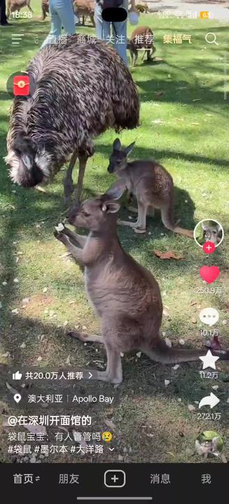 袋鼠宝宝~🦘这有人管吗
#袋鼠