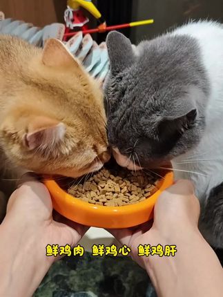 9.9四包小半斤,还是领先高端系列烘焙猫粮#猫粮#领先猫粮#领先烘焙猫粮