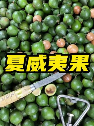 新鲜的夏威夷果你们吃过吗#新鲜夏威夷果 #夏威夷果 #农产品 #坚果 #夏威夷果仁