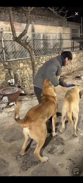 门头沟争宠频道:宝黄2025.12.26直播争宠集锦。#骏良 #小宝 #黄黄 门头沟