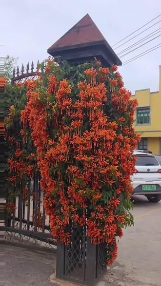 百年铁轨,黄墙依旧;米轨(全国唯一寸轨铁路,轨间距600毫米。我国标准轨距1435毫米,也是国际标准轨距;俄罗斯宽轨1520毫米;越南米轨1000毫米)轻响,梦回滇南。1936年落成的石屏火车站,诞生于云南乡绅挣脱外权、自筹自建铁路的壮志之中,是个碧石寸轨铁路的收官之站。明黄楼体映着红瓦,棕榈树下铁轨延伸,老站房、水塔、检修车间静静伫立,每一块砖、每一根枕木,都刻着滇南民族资本的坚韧与荣光。#石屏火车站 #石屏火车博物馆 #火车轨距