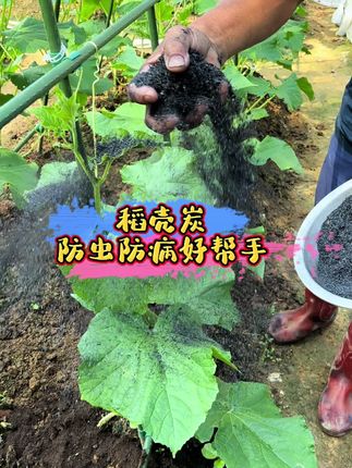 稻壳炭防虫防病的好帮手,没用过的你也试试吧。#种植小技巧 #种菜 #在家种菜 #一份耕耘一份收获