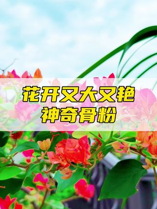 骨粉撒一撒,家里花量能开爆!养花新手也能养爆盆#骨粉肥料 #促花骨粉 #园艺生活 #养花通用肥料