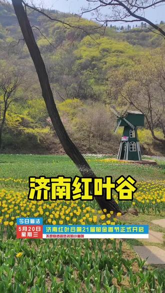 济南红叶谷郁金香节活动来了#红叶谷郁金香节 #济南赏花 #济南的春天 #红叶谷 #济南周末去哪儿@红叶谷景区