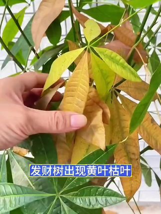 #发财树 #养花小知识 #爱生活爱养花 #花卉绿植 #三农