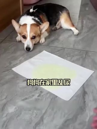 #宠物尿垫#狗狗尿垫#高效吸水