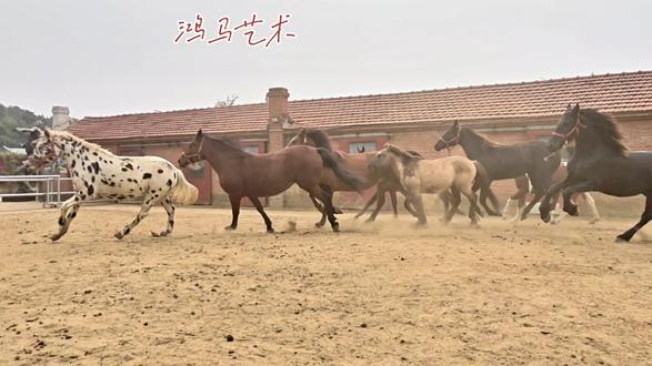 和我的发小,挚友,油画家李秉凯在一起玩马画马的珍藏版视频#骏马#画画#为梦想一路向前#画画#以梦为马不负韶华