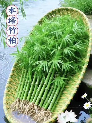 【水培驱蚊竹柏】水养盆栽绿植水培花卉客厅办公好养四季常青#水培植物 #室内绿植 #绿植盆栽