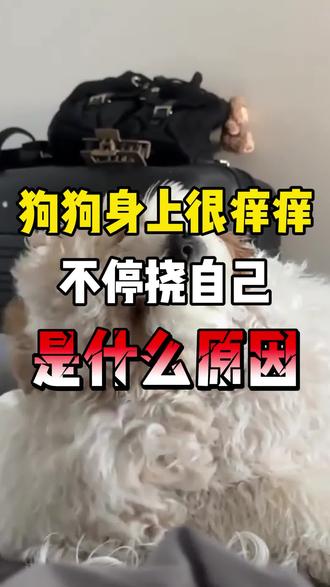 狗狗身上很痒痒,不停挠自己是什么原因#狗狗 #狗狗日常 #养狗经验分享