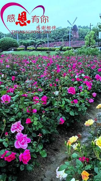 告诉你们玩抖音的…其实让自己开心的秘诀很简单…就是每天拍个抖音…不用纠结拍的好与不好…这个并不重要…重在参与…#抖音玩抖合伙人#抖音人生感悟#心态好一切都好##春日赏花好去处