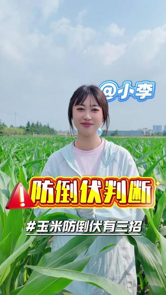 玉米防倒伏判断,关键看这3点!#生活服务热点中心 #新农人计划2026 #玉米增产妙招 #玉米种植新农人