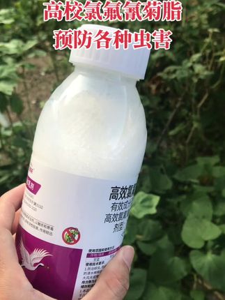 #高效氯氟氰菊酯 #病虫害防治 #农资肥料 #蔬菜种植 #在抖音入手的好东西