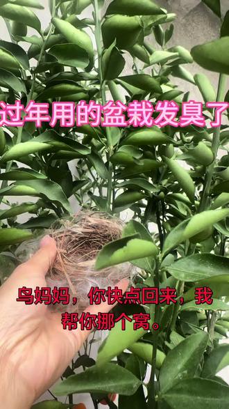 #鸟巢鸟妈妈,对不起,这树发臭了,我这还有树,我帮你挪了个窝