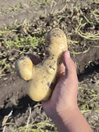 有点想法,这土豆有点东西