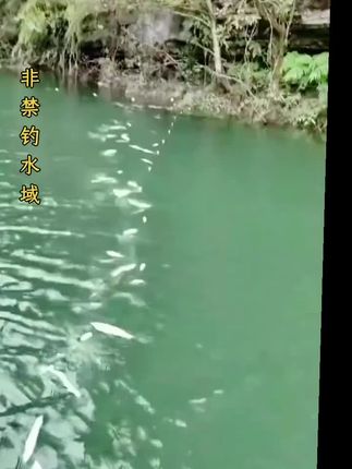 餐条白条小鱼网柔软丝捕鱼效果好上鱼快上鱼稳#渔网#户外捕鱼#鱼获满满