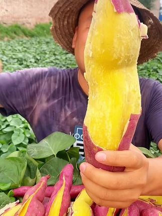 #优质农产品 #陕西板栗红薯#山芋#地瓜#番薯