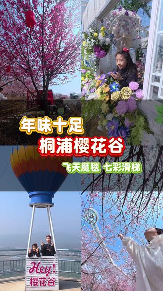 瑞安桐浦樱花谷#温州人的赏樱方式太超前了#瑞安桐浦凤凰樱花谷➕春节热门话题