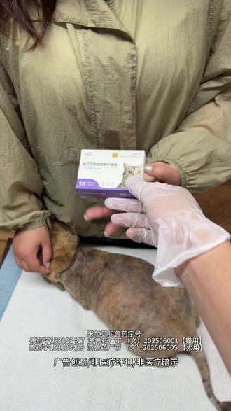给小猫内驱可以选宠倍安这款内服片#新手养猫#萌宠#猫咪#宠物#养猫人