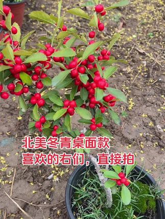 #花卉基地 #盆栽种植 #北美冬青