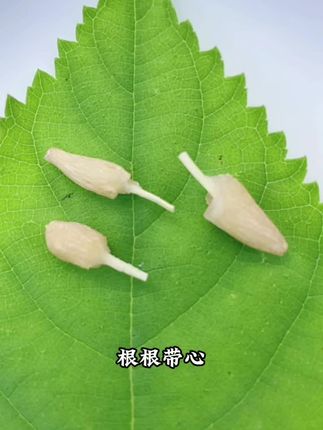 立秋后才是吃麦冬的好时候#麦冬