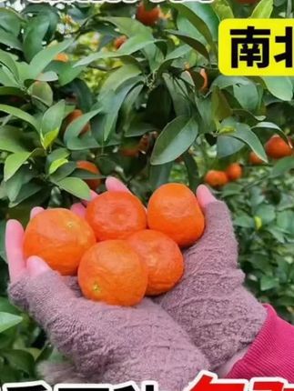 沙糖桔树苗地栽盆栽南方北方种植橘子树苗柑桔果树果苗嫁接砂糖橘#沙糖桔苗 #果树苗#助力三农