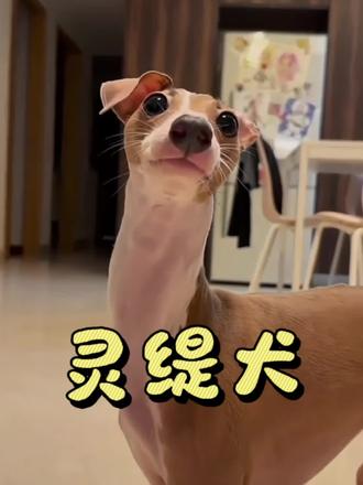 为什么灵缇犬是狗界“超跑”?#真实生活分享计划 #萌宠出道计划 #狗狗 #灵缇犬