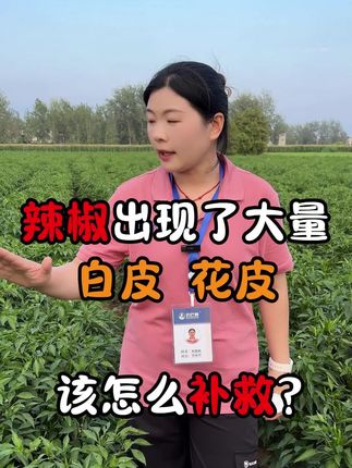 辣椒白皮花皮怎么预防 #辣椒种植#辣椒白皮#辣椒花皮#辣椒日灼病