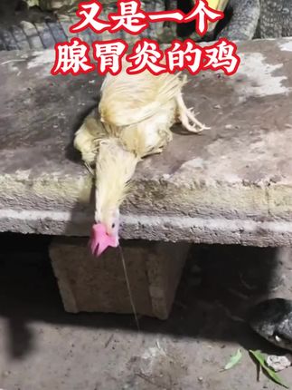 #养鸡小妙招 #鸡鸭鹅养殖 #养殖技术 #养鸡技术 #禽病防治