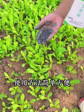 #防虫颗粒#撒施型清菌颗粒#农业种植 #三农种植技术 #种植小技巧