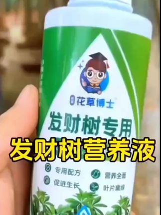 要想家里发财树长势旺盛 就使用这款#发财树专用营养液 促进生根长绿叶 #发财树养护 #种植小技巧 #爱生活爱养花