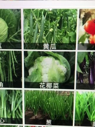 防虫颗粒 防护颗粒 防护颗粒推荐 撒施型防护颗粒 农业种植