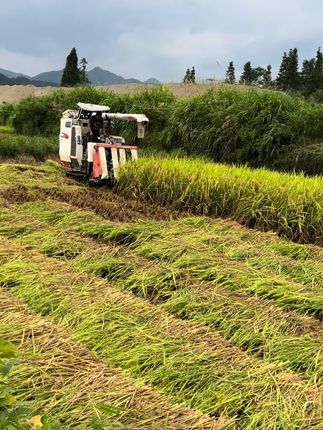 #农机人 #大丰收 #收割机 #跨区收割记录