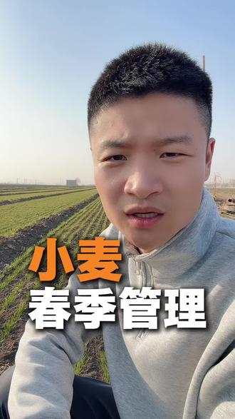 小麦春季管理重点就是抗倒伏#三农#农业技术分享#农业技术#包地大户#种地