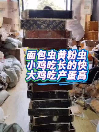 #蛋白虫 养鸡大哥小推车里直接一个人拉了100多斤面包虫黄粉虫男人就是有力气!#面包虫 #黄粉虫 #鸡吃虫
